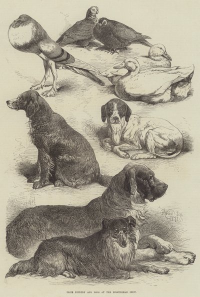 Volaille et chiens primés à l